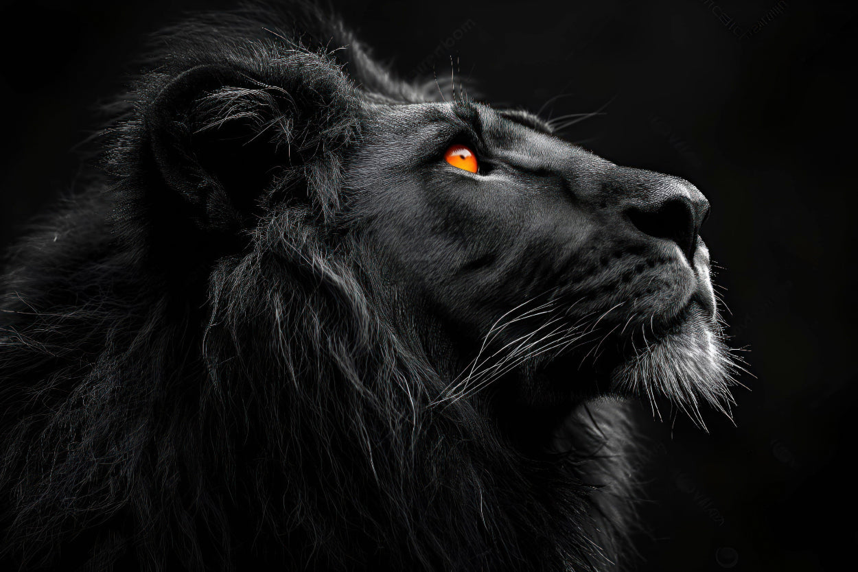 Brave Lion King Isolated on Black Wall Art Decor 100% Australian Made