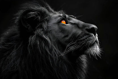 Brave Lion King Isolated on Black Wall Art Decor 100% Australian Made