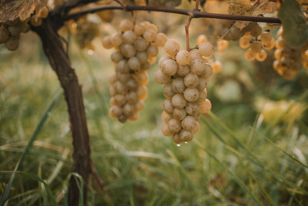 Vineyard Harvest Scene Barossa Valley South Australia Wall Art Decor 100% Australian Made