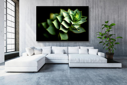 Cactus Leaves Acrylic Glass Print Tempered Glass Wall Art 100% Made in Australia Ready to Hang