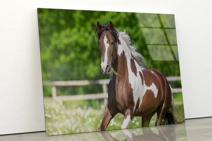 Brown And White Stallion Running Acrylic Glass Print Tempered Glass Wall Art 100% Made in Australia Ready to Hang