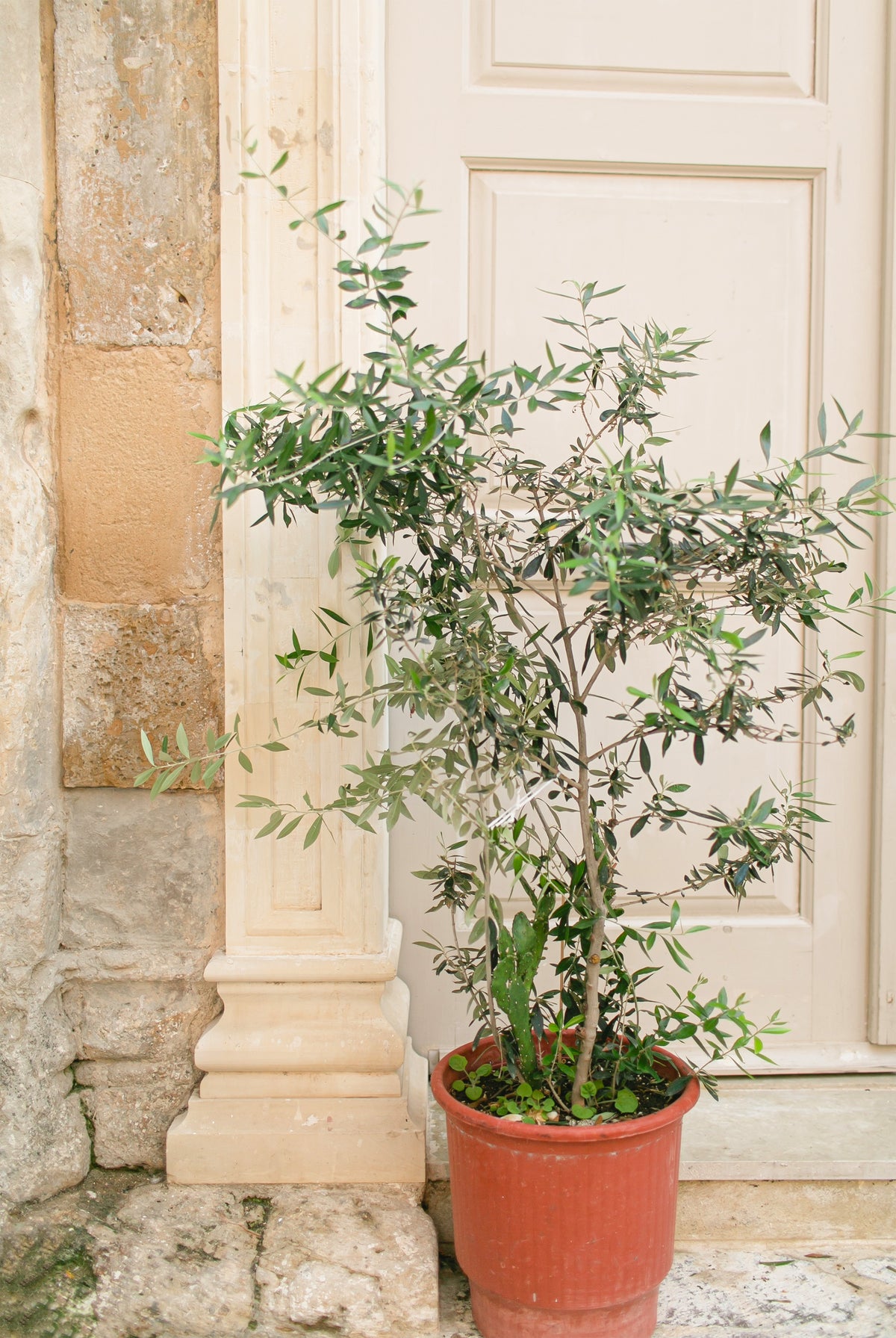 Potted Tree and Classic Architectural Pillars in Italy Wall Art Decor 100% Australian Made