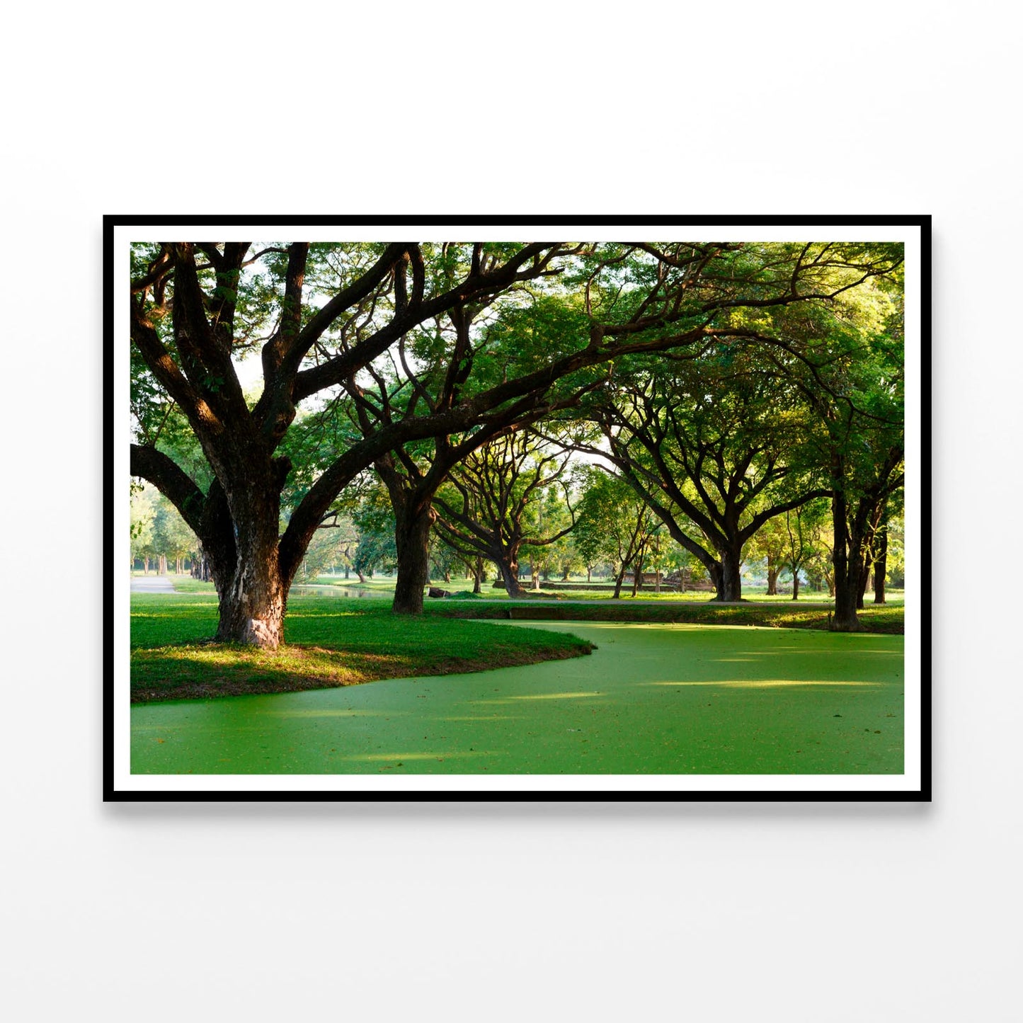 Samanea Saman Big Rain Tree Home Decor Premium Quality Poster Print Choose Your Sizes