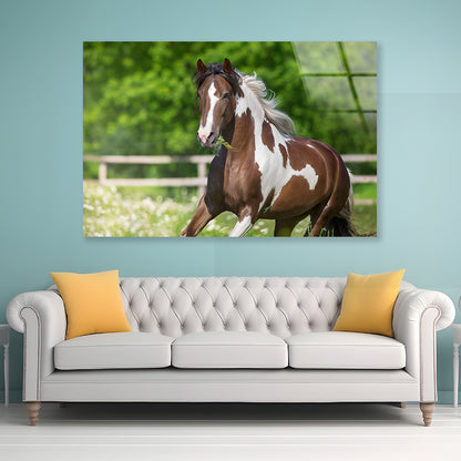 Brown And White Stallion Running Acrylic Glass Print Tempered Glass Wall Art 100% Made in Australia Ready to Hang