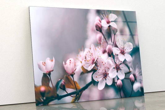 Macro Cherry Blossom Tree Branch  Acrylic Glass Print Tempered Glass Wall Art 100% Made in Australia Ready to Hang