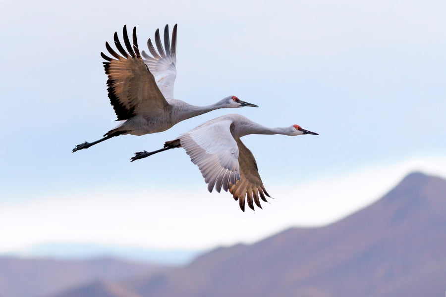 Flying Cranes Mountain Sky View Home Decor Premium Quality Poster Print Choose Your Sizes