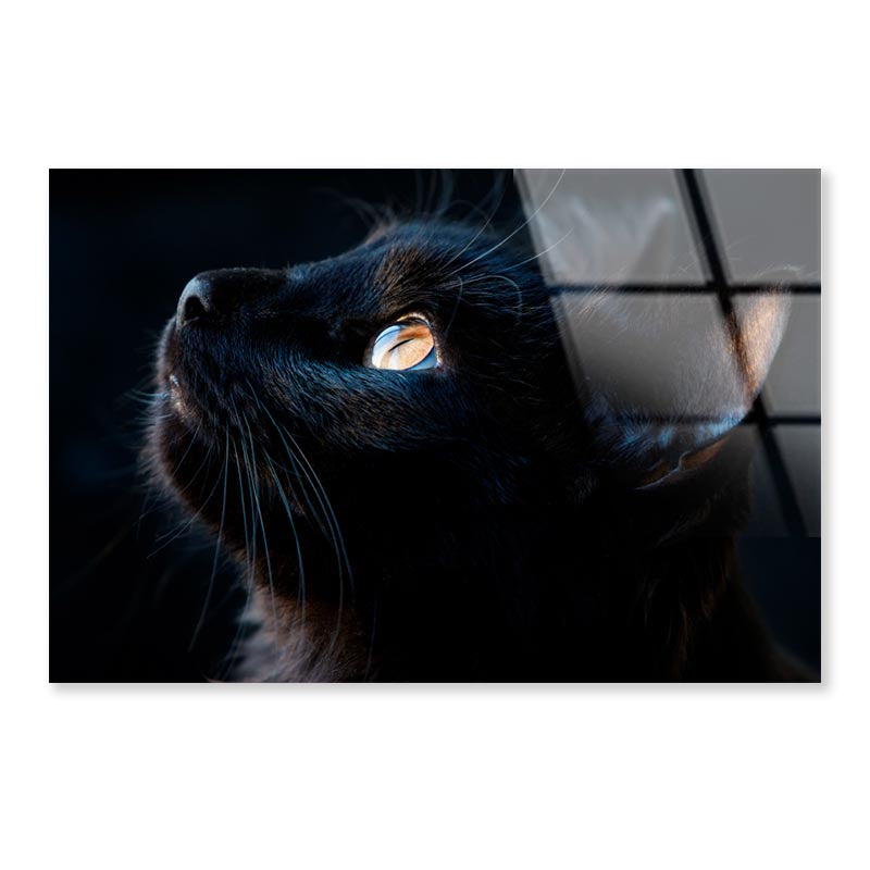 Black Cat with A Yellow Eye Staring Up Acrylic Glass Print Tempered Glass Wall Art 100% Made in Australia Ready to Hang