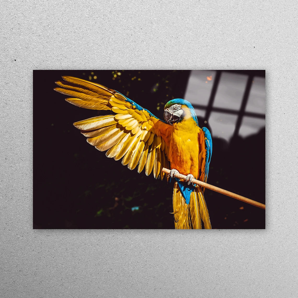 Black & Yellow Bird Acrylic Glass Print Tempered Glass Wall Art 100% Made in Australia Ready to Hang