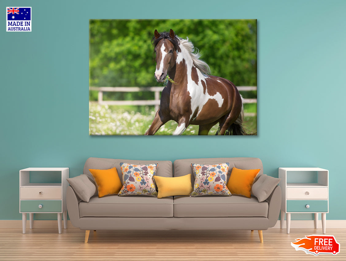 Brown And White Stallion Running Print 100% Australian Made