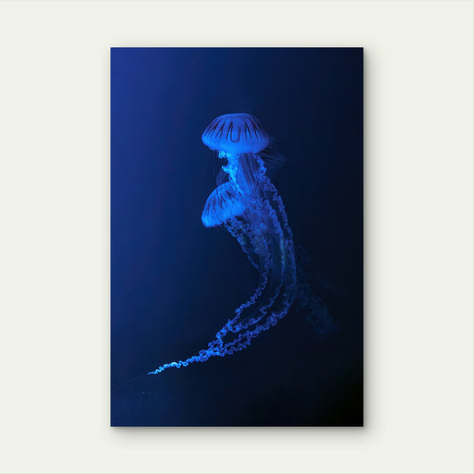Neon Blue Jellyfish Deep Sea Glow 60x90cm Metal Print Ready to Hang