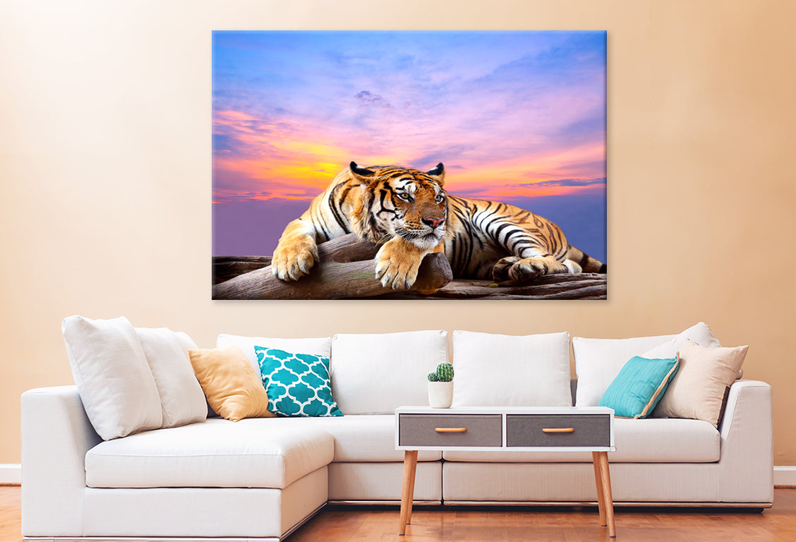 Tiger Beautiful Sky Sunset Time  Wall Art Decor 100% Australian Made