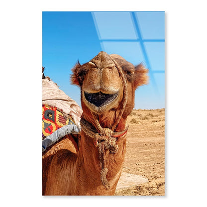 Close-Up Of a Dromedary Camel in The Desert Portrait Photograph Acrylic Glass Print Tempered Glass Wall Art 100% Made in Australia Ready to Hang