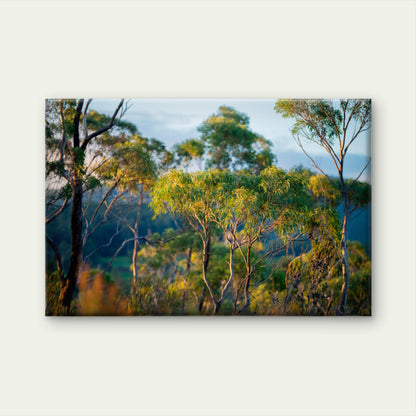 Australian Gum Tree Forest Sunset Wall Art Decor 100% Australian Made