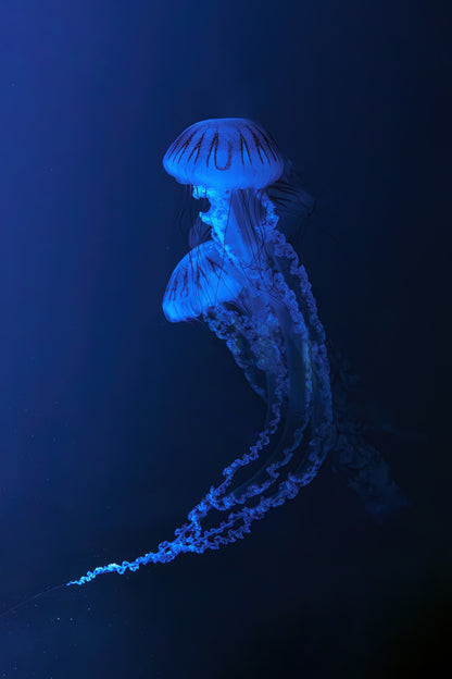 Neon Blue Jellyfish Deep Sea Glow 40x60cm Metal Print Ready to Hang