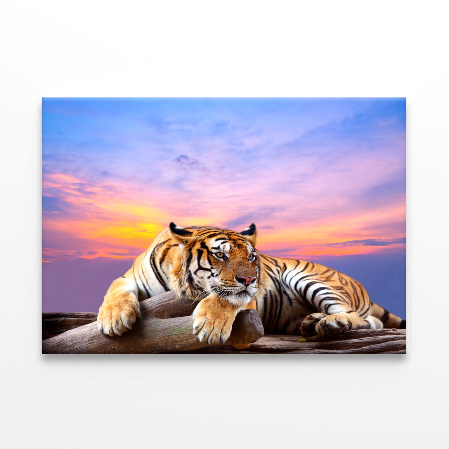 Tiger Beautiful Sky Sunset Time  Wall Art Decor 100% Australian Made