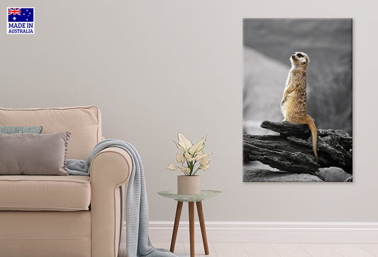Meerkat Standing Guard Taronga Zoo Sydney Wall Art Decor 100% Australian Made