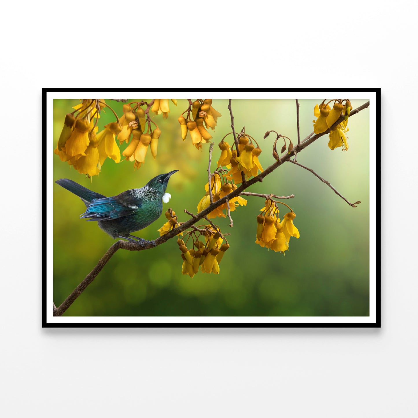 Tui Bird with Kowhai Tree Branch Home Decor Premium Quality Poster Print Choose Your Sizes