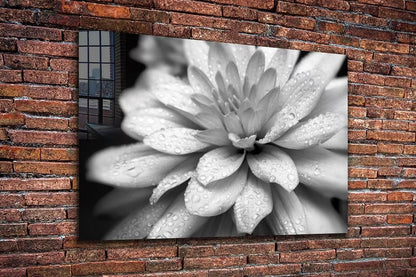 Lotus Flower B&W View UV Direct Aluminum Print Australian Made Quality