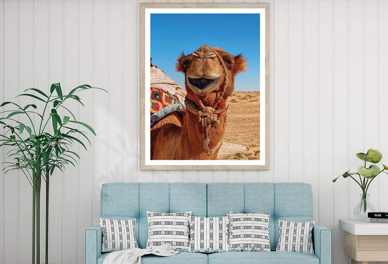 Close-Up Of a Dromedary Camel in The Desert Home Decor Premium Quality Poster Print Choose Your Sizes