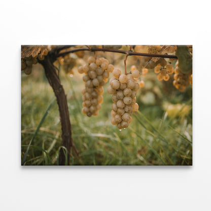 Vineyard Harvest Scene Barossa Valley South Australia Wall Art Decor 100% Australian Made