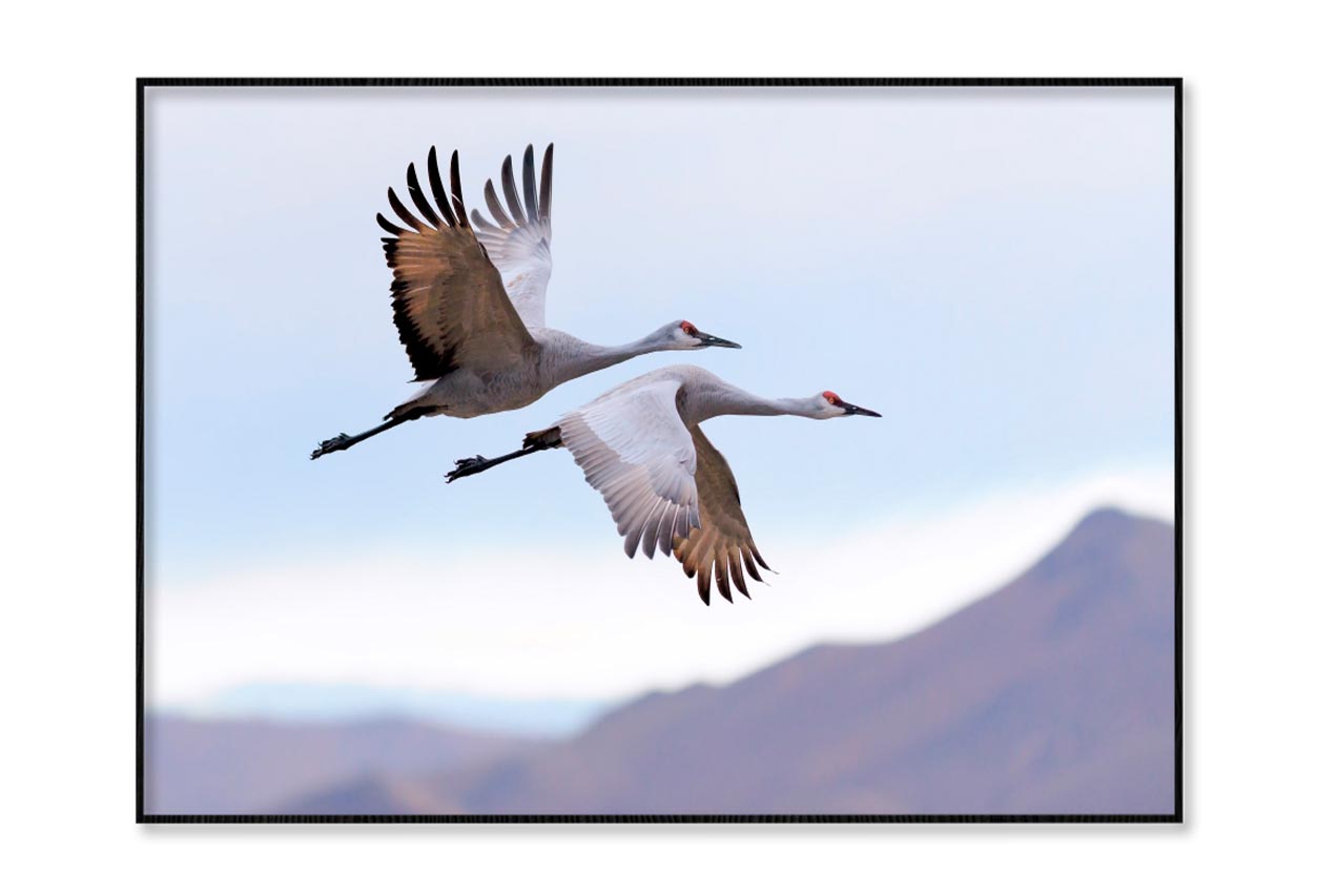 Flying Cranes Mountain Sky View Home Decor Premium Quality Poster Print Choose Your Sizes