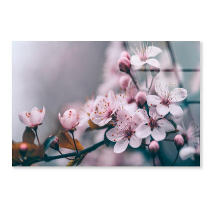 Macro Cherry Blossom Tree Branch  Acrylic Glass Print Tempered Glass Wall Art 100% Made in Australia Ready to Hang