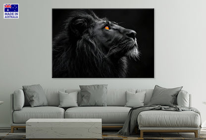 Brave Lion King Isolated on Black Wall Art Decor 100% Australian Made