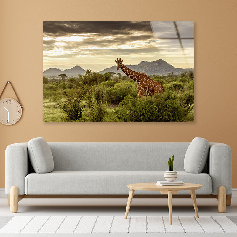 Giraffe Walking Through the Grasslands in Kenya Acrylic Glass Print Tempered Glass Wall Art 100% Made in Australia Ready to Hang