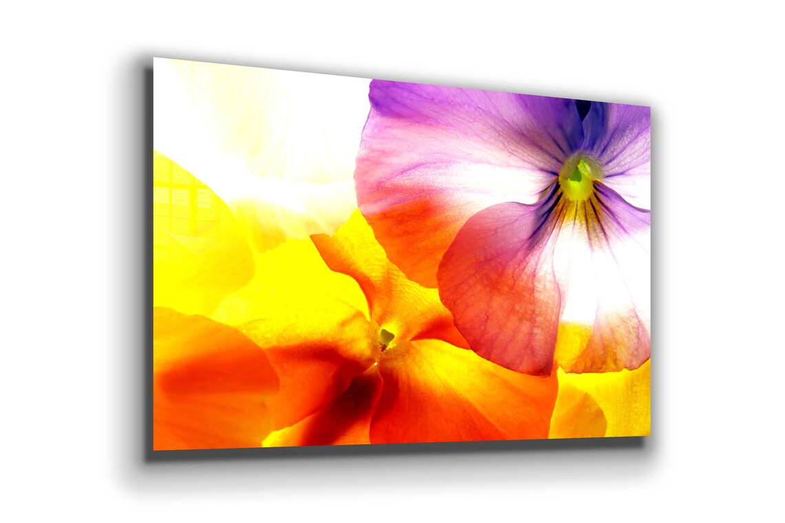 Colorful Flower Closeup UV Direct Aluminum Print Australian Made Quality