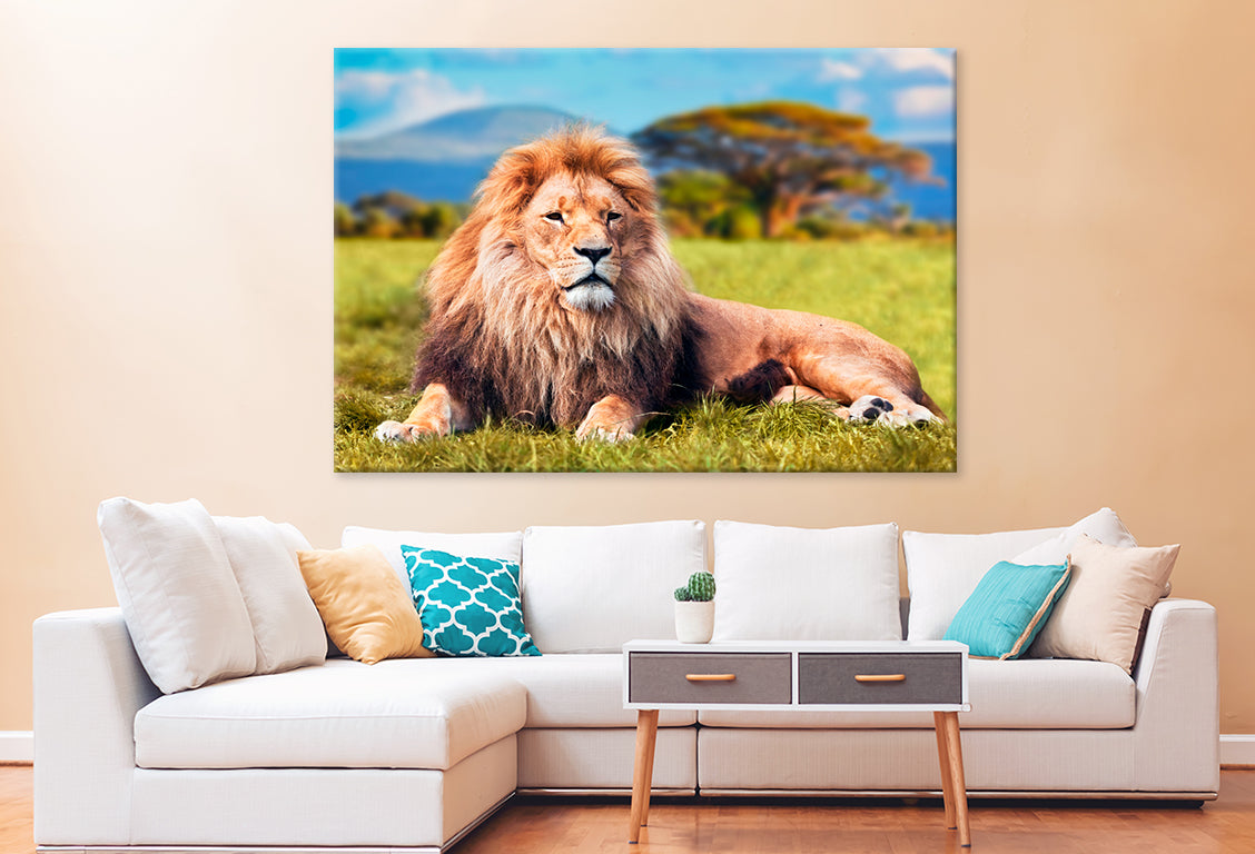 Lion Lying  Savannah  Grass Wall Art Decor 100% Australian Made