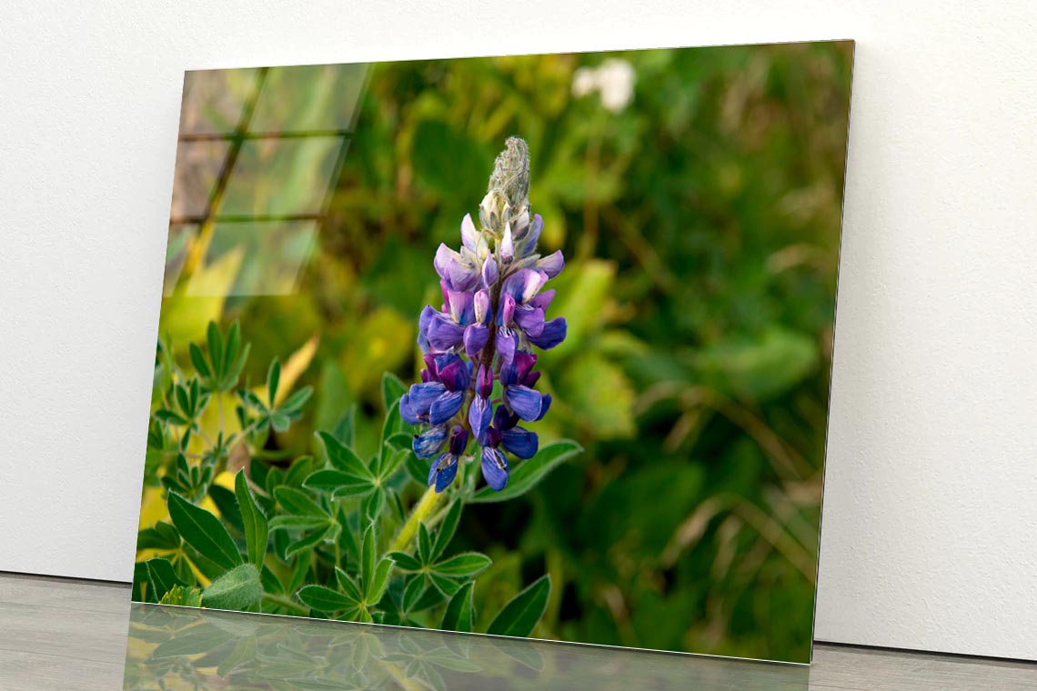 Lupinus Pusillus Close Up View Acrylic Glass Print Tempered Glass Wall Art 100% Made in Australia Ready to Hang