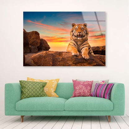 Solitary Adult Bengal Tiger  Acrylic Glass Print Tempered Glass Wall Art 100% Made in Australia Ready to Hang