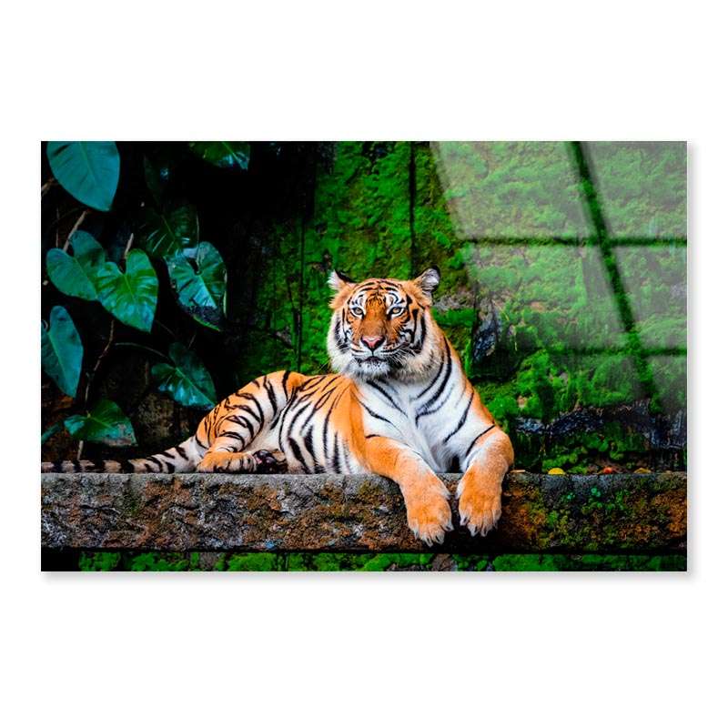 Beautiful Bengal Tiger with Lush Green Habitat Background Acrylic Glass Print Tempered Glass Wall Art 100% Made in Australia Ready to Hang