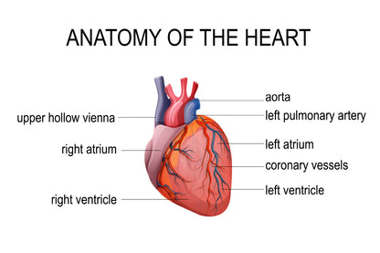 Human Heart Cardiology Illustration Home Decor Premium Quality Poster Print Choose Your Sizes