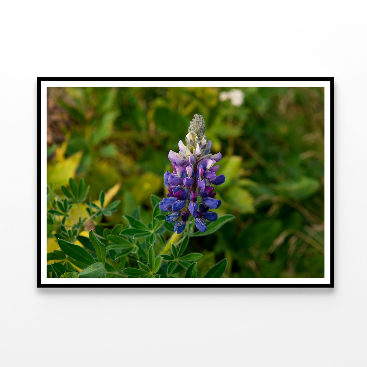 Lupinus Pusillus Close Up View Home Decor Premium Quality Poster Print Choose Your Sizes