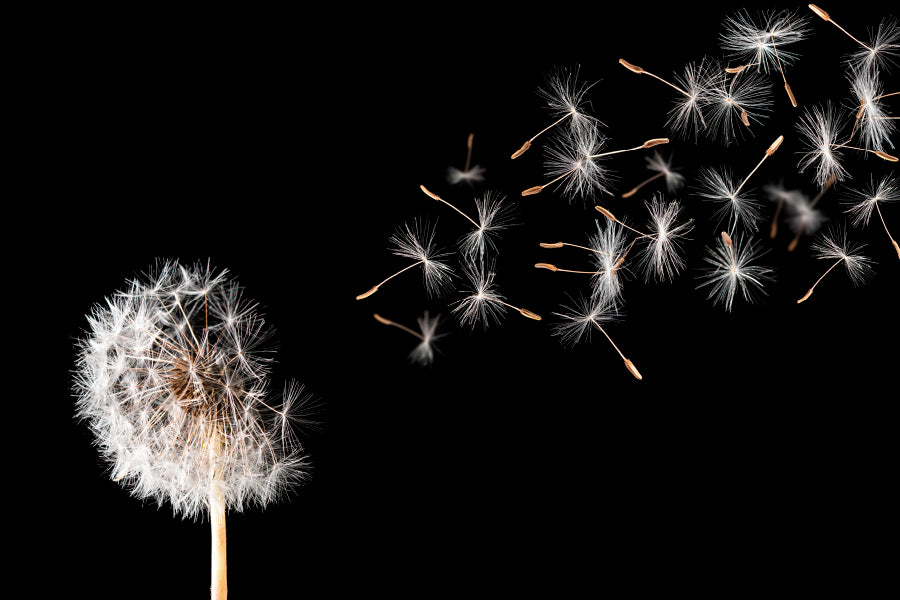 Dandelion On Black Background Acrylic Glass Print Tempered Glass Wall Art 100% Made in Australia Ready to Hang