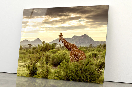 Giraffe Walking Through the Grasslands in Kenya Acrylic Glass Print Tempered Glass Wall Art 100% Made in Australia Ready to Hang