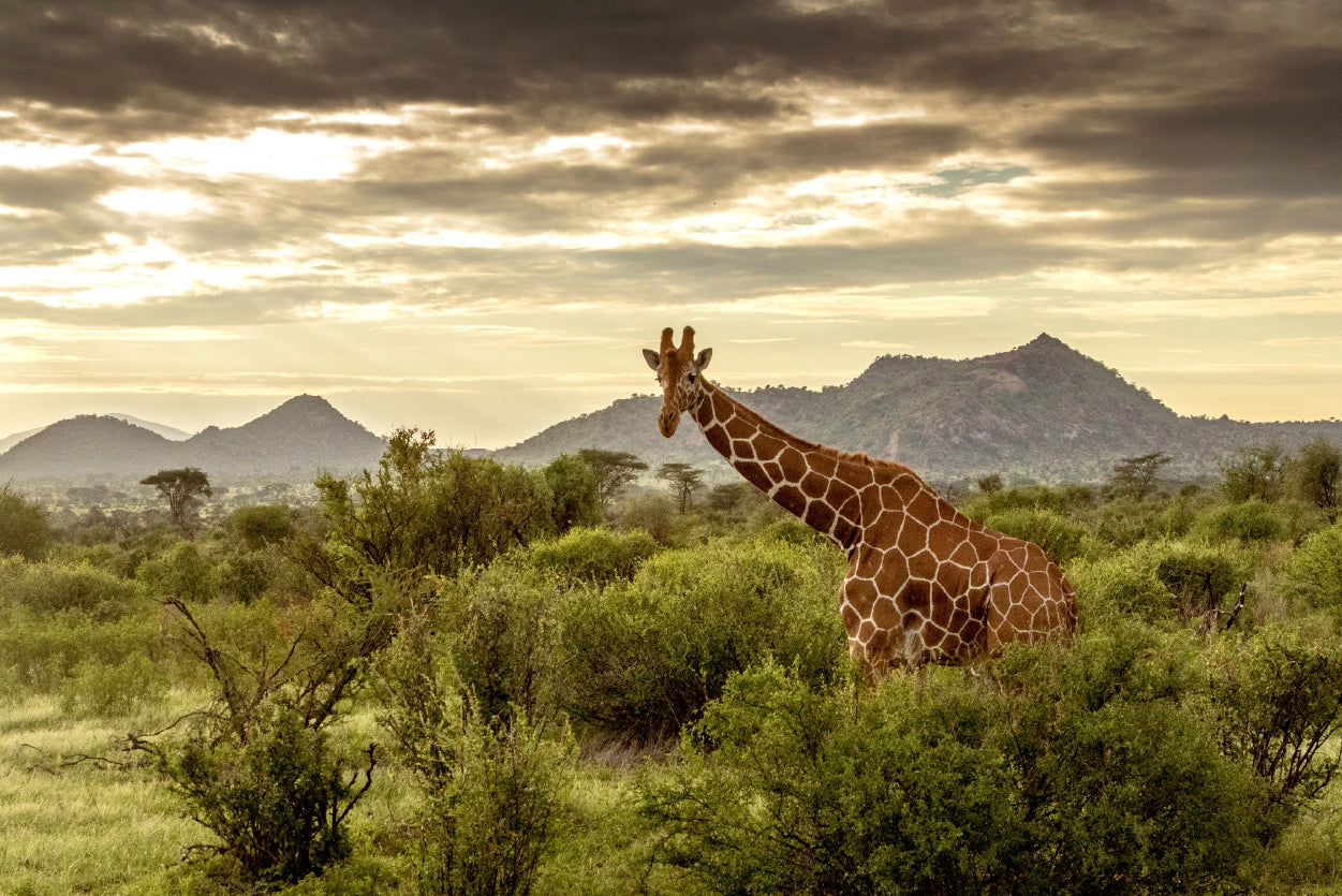 Giraffe Walking Through the Grasslands in Kenya Home Decor Premium Quality Poster Print Choose Your Sizes