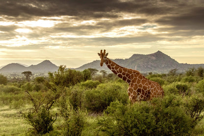 Giraffe Walking Through the Grasslands in Kenya Home Decor Premium Quality Poster Print Choose Your Sizes