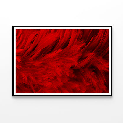 Dark Red Feathers in Close-Up Home Decor Premium Quality Poster Print Choose Your Sizes