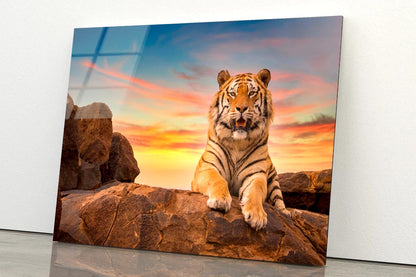 Solitary Adult Bengal Tiger  Acrylic Glass Print Tempered Glass Wall Art 100% Made in Australia Ready to Hang