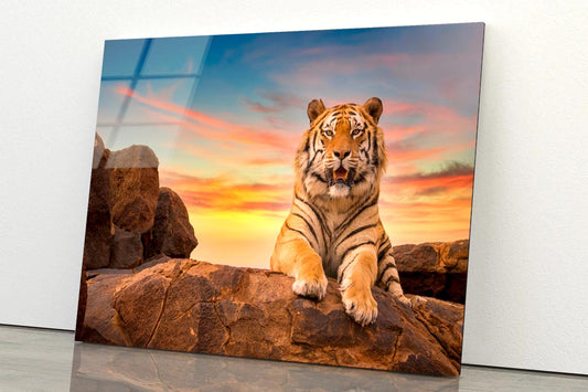 Solitary Adult Bengal Tiger  Acrylic Glass Print Tempered Glass Wall Art 100% Made in Australia Ready to Hang