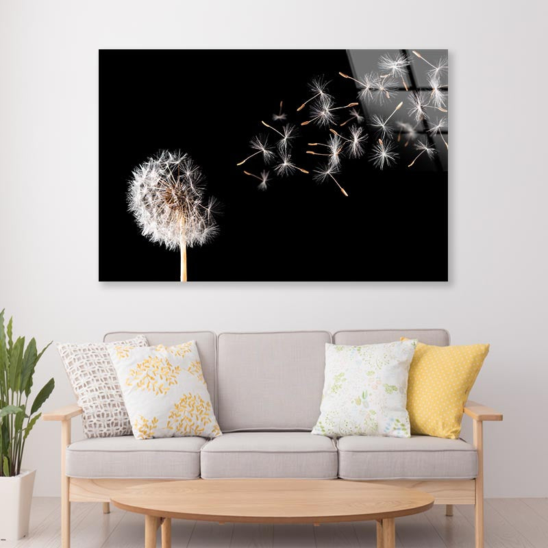 Dandelion On Black Background Acrylic Glass Print Tempered Glass Wall Art 100% Made in Australia Ready to Hang