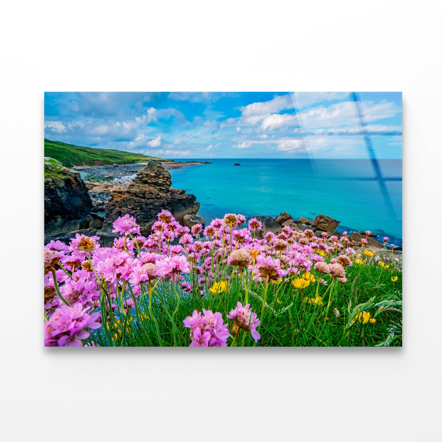 Pink Sea Thrift Flower Acrylic Glass Print Tempered Glass Wall Art 100% Made in Australia Ready to Hang