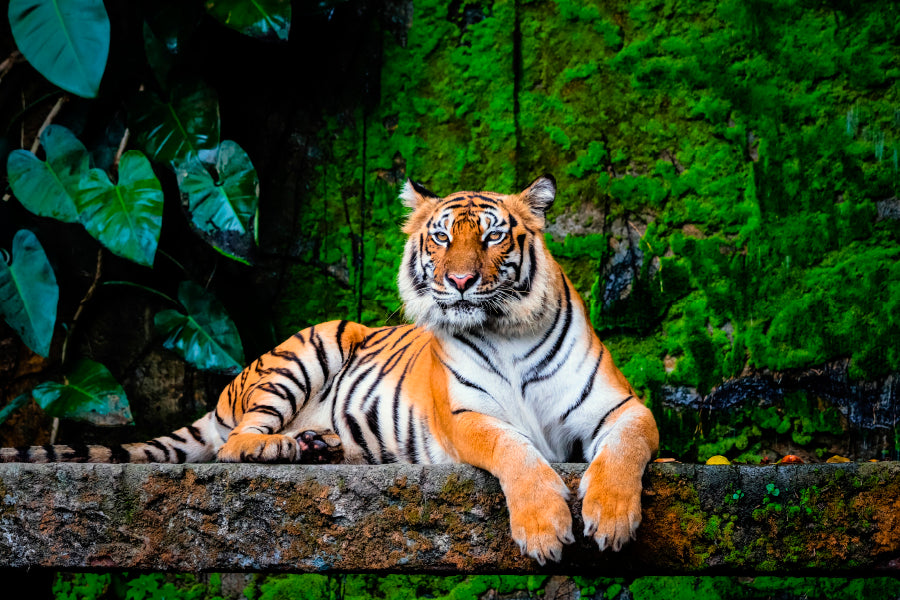 Beautiful Bengal Tiger with Lush Green Habitat Background Acrylic Glass Print Tempered Glass Wall Art 100% Made in Australia Ready to Hang