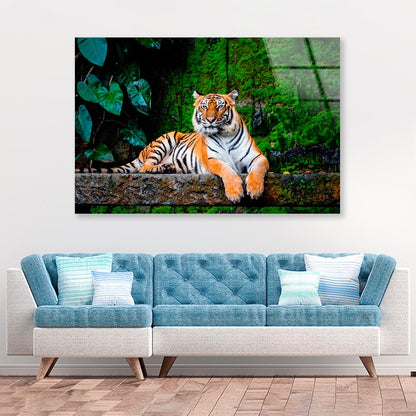 Beautiful Bengal Tiger with Lush Green Habitat Background Acrylic Glass Print Tempered Glass Wall Art 100% Made in Australia Ready to Hang