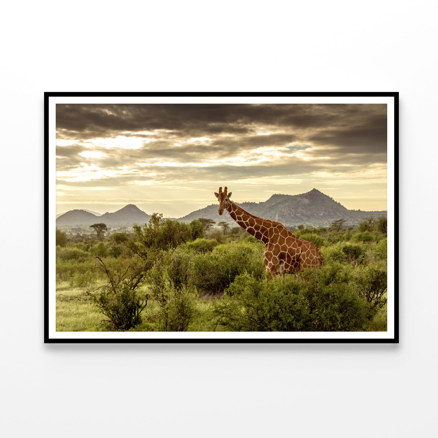 Giraffe Walking Through the Grasslands in Kenya Home Decor Premium Quality Poster Print Choose Your Sizes