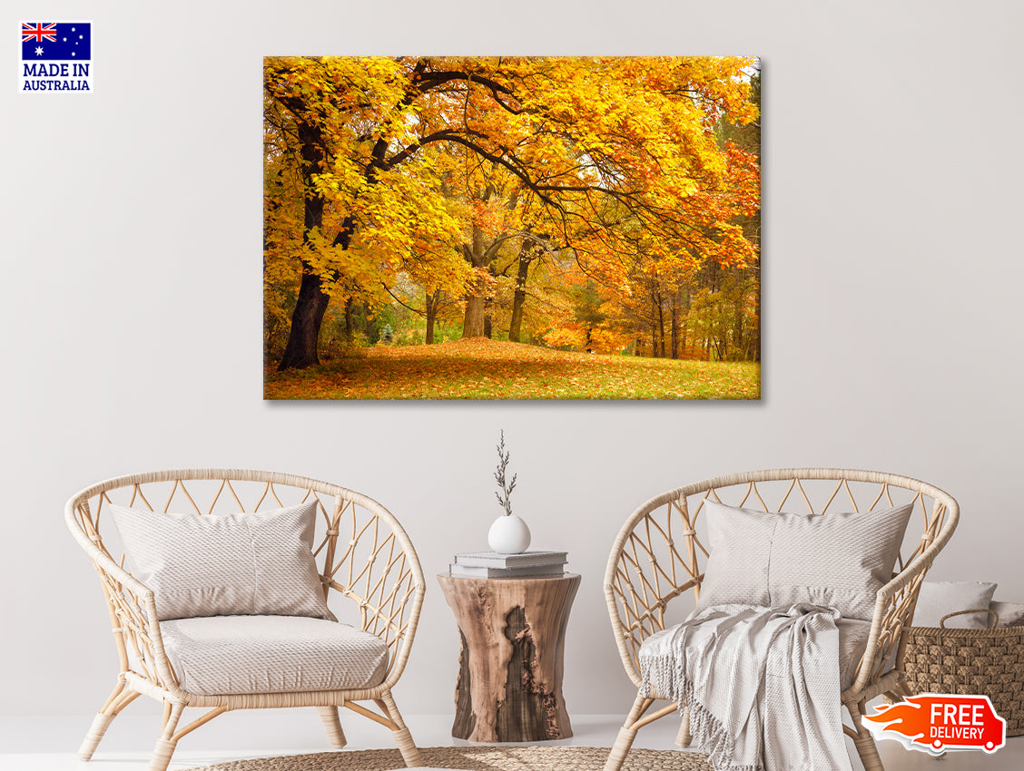 Gold Trees in a Park in Autumn 90x60cm Print 100% Australian Made