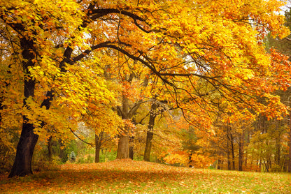 Gold Trees in a Park in Autumn 90x60cm Print 100% Australian Made