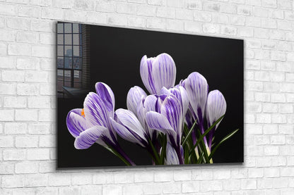 Crocus Violet Flowers UV Direct Aluminum Print Australian Made Quality